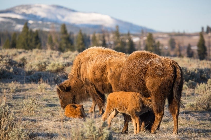 Cow Bison and dog