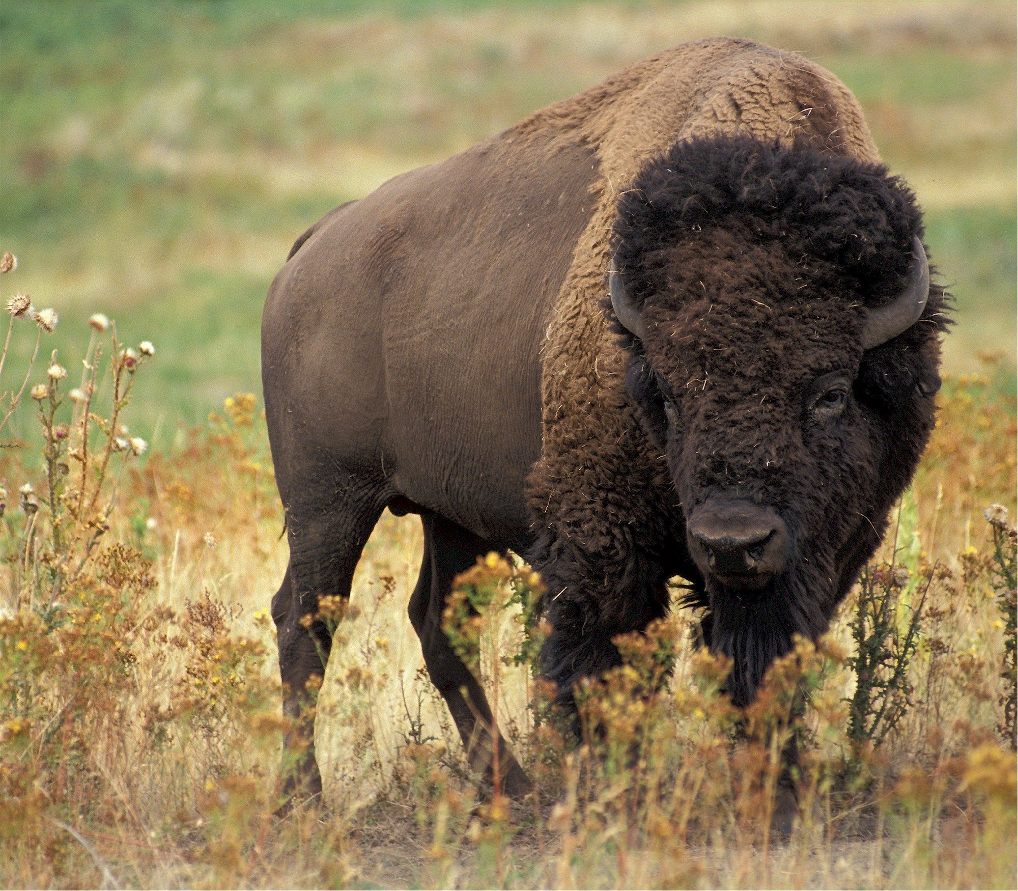 An up close image of a Bison standing in a field.