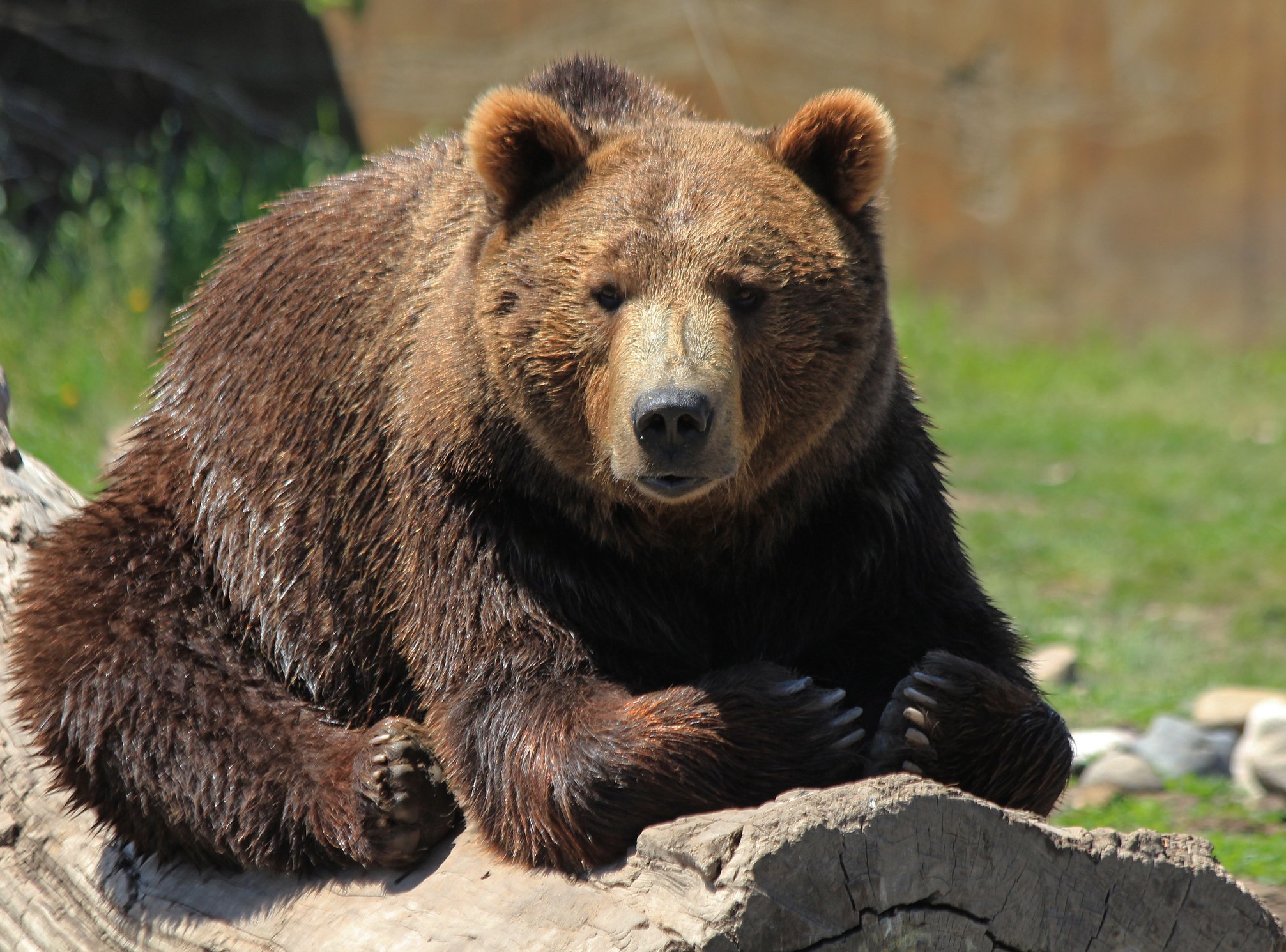 A bear sitting on wood surrounded by grass, enjoying the sun