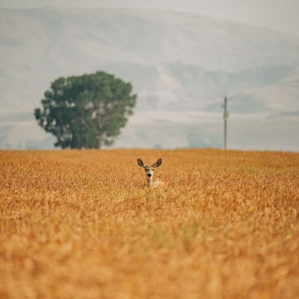 A deer poking its head out of a golden coloured field.