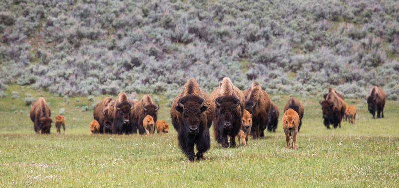 Bison in a field