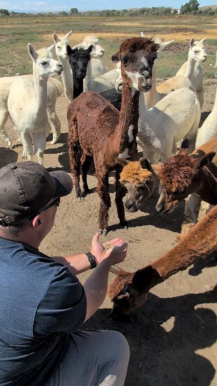 Alpacas eating food from a mans hand