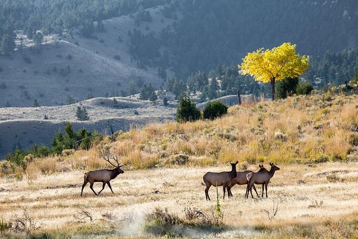 Wildlife in an open field