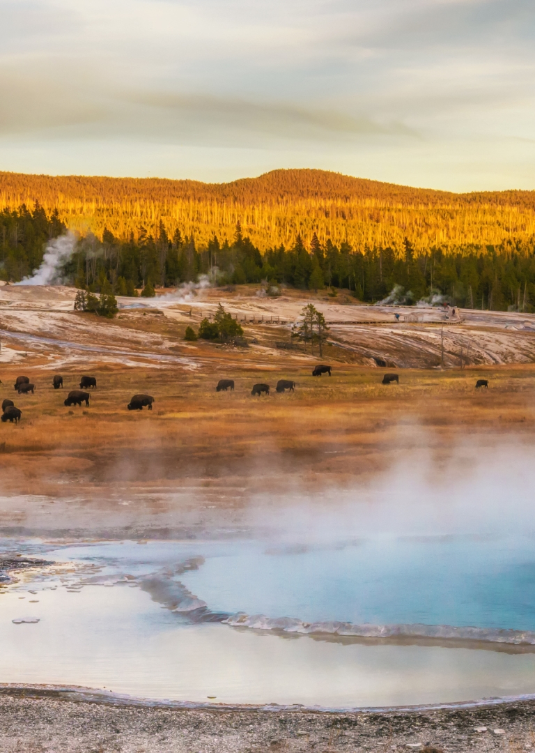 Steam rising near the Firehole River from geothermal pools and geysers. American bison grazing in the middle area.