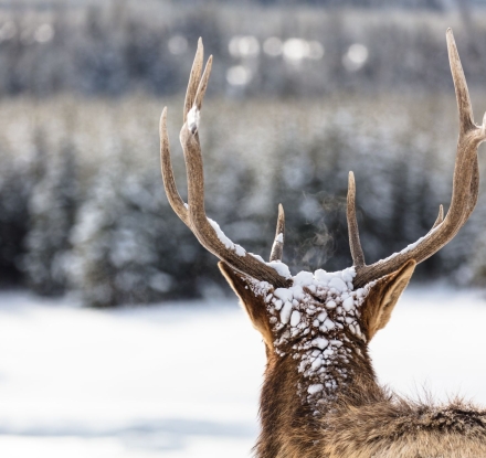 elk-portrait-from-behind_31458864193_o (1)